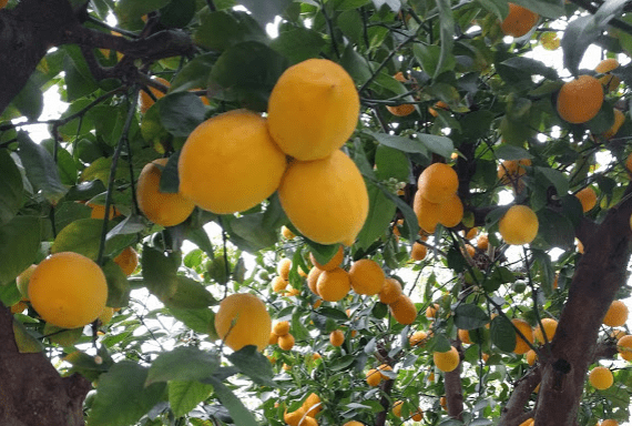 Lemon Tree